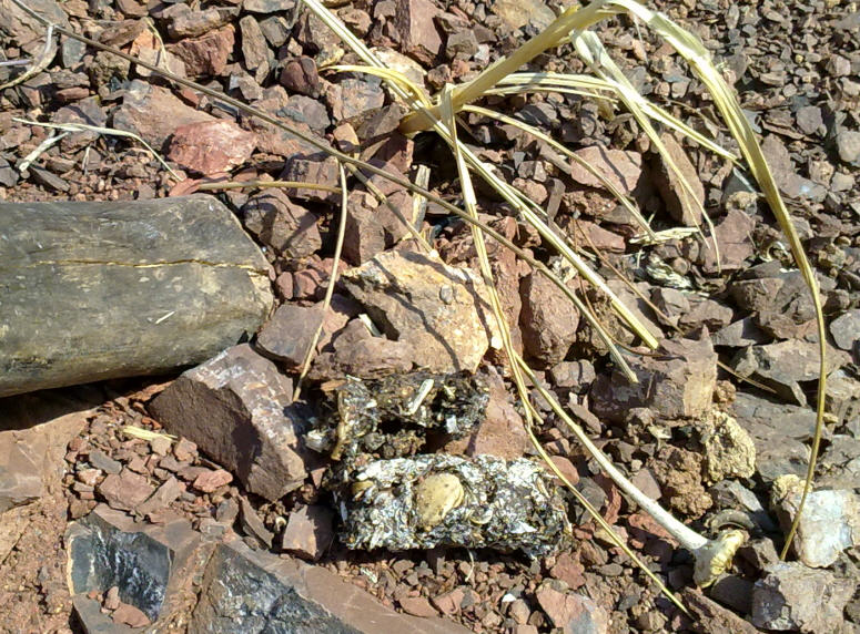 Conferma fatta di volpe